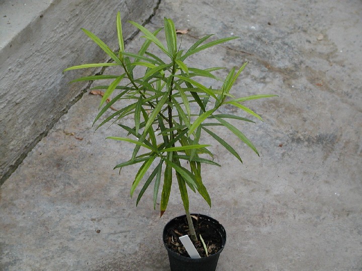 Thevetia peruviana - Tropischer Oleander orange 80/100cm - BIO